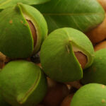 macadamia nuts