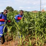 maize spraying
