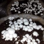 mushroom kisiangani