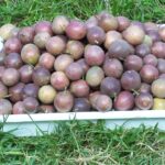 passion fruit 2