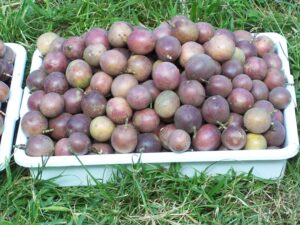 passion fruit 2