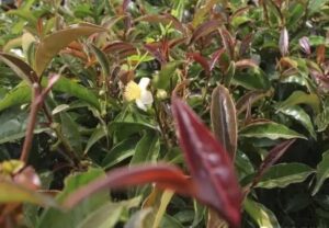 purple tea variety