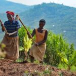 rwanda farmers
