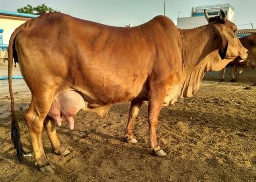 sahiwal cow pure