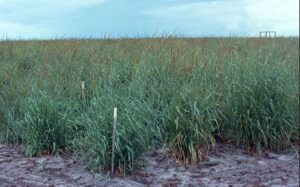 setaria grass