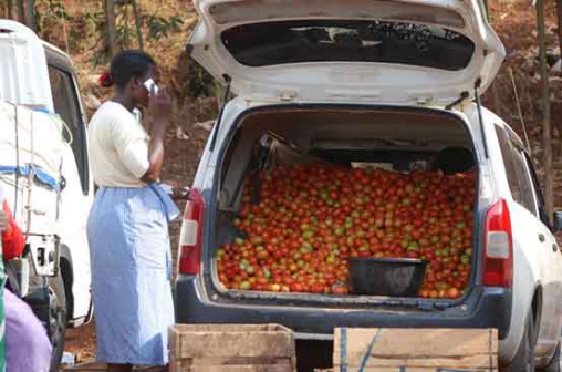 trader delivering tomatoes to the market