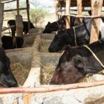 Dairy zero grazing