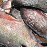 Lake Victoria Nile Tilapia