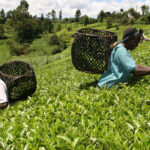 TEA PICKING