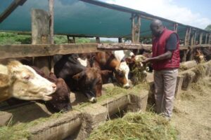 animal feed