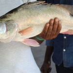 aquaculture fish production
