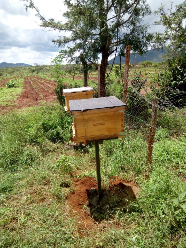 beehives apiary Ezekiel Mumo