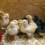 brooding chicks