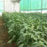 chilli in green house