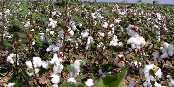 cotton rivival in Kisumu