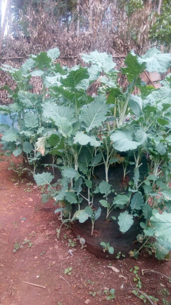 kales nyakwaras farm