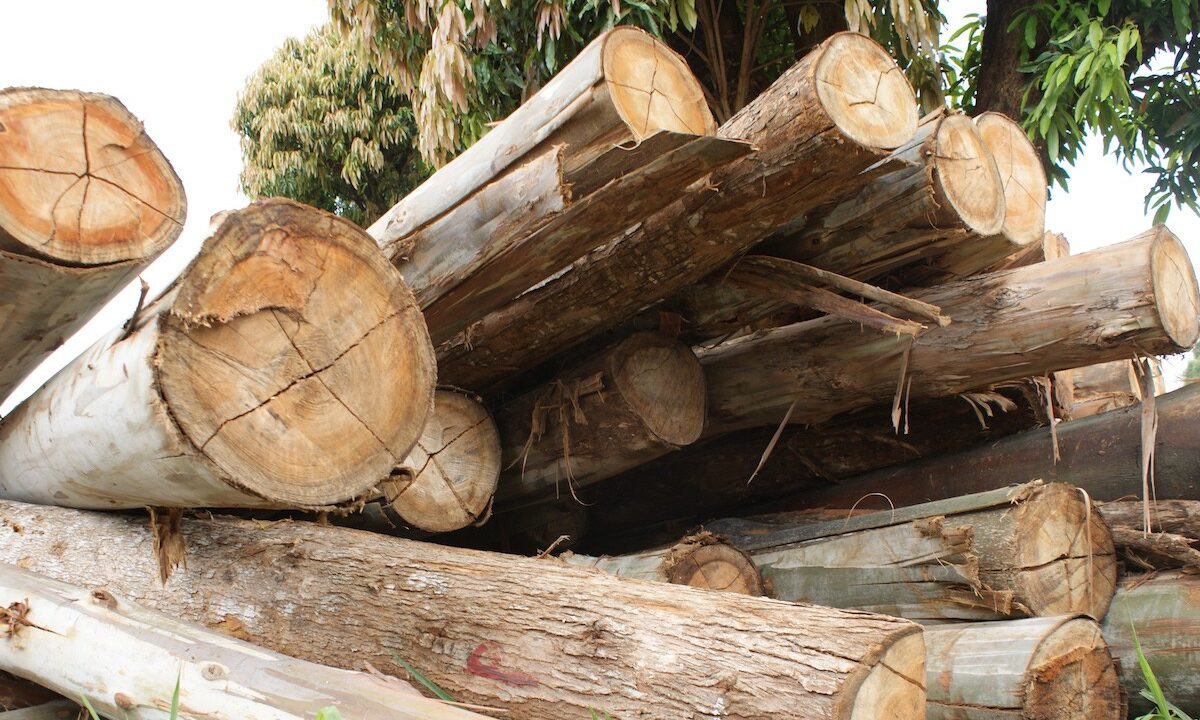 logging in kenya forest