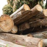 logging in kenya forest