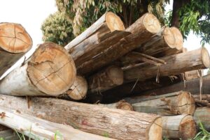 logging in kenya forest