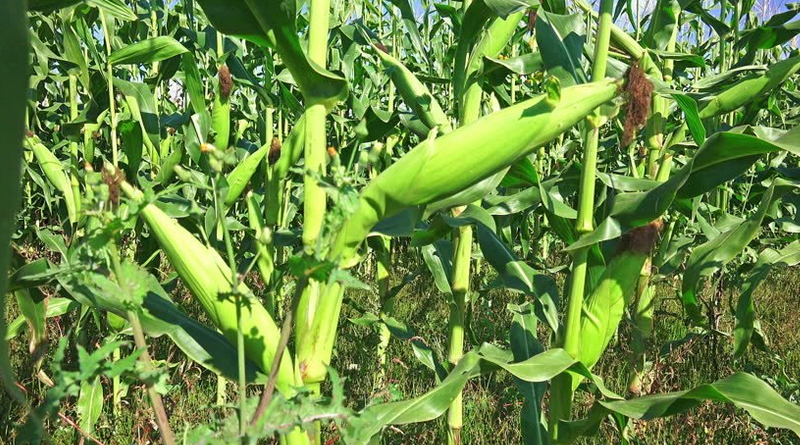 maize cob