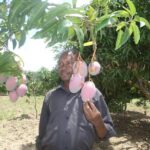 makueni mangoes