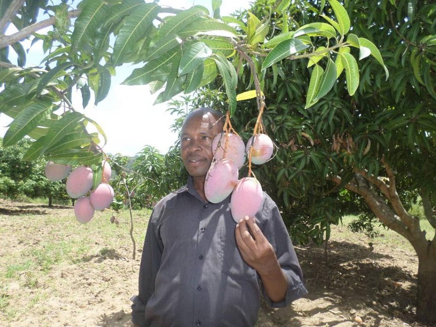 makueni mangoes