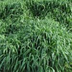 napier grass