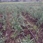 onionharrisonnaivasha