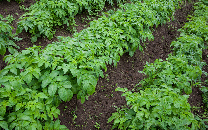 potato plants in rows how to grow a veg plot