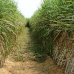 sugarcane farming