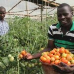 tomato increase price