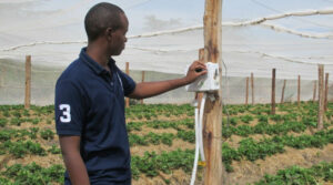 Kenya agritech