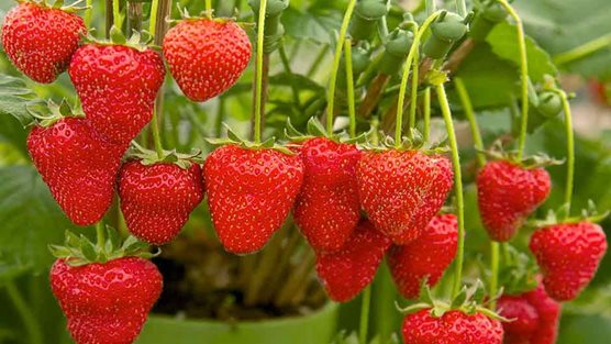 Strawberries