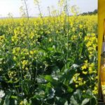 canola farming farmlink kenya
