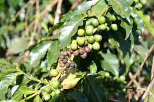 coffee berry disease