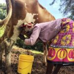 farmer milking