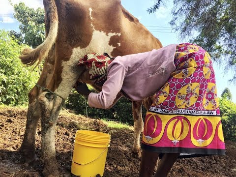 farmer milking