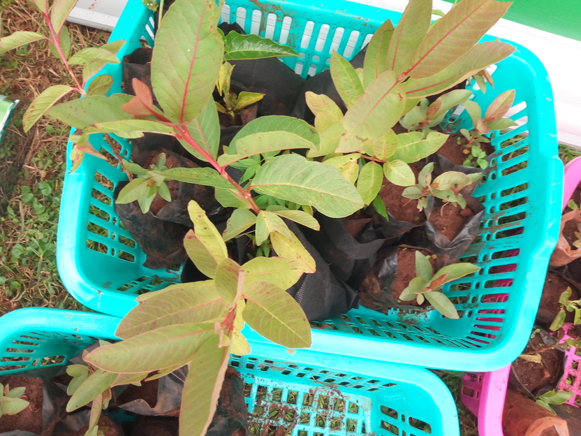 guava seedlings