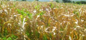 maize lethal