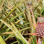 pineapple nandi