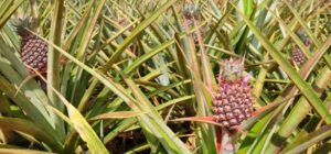 pineapple nandi