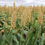white sorghum1