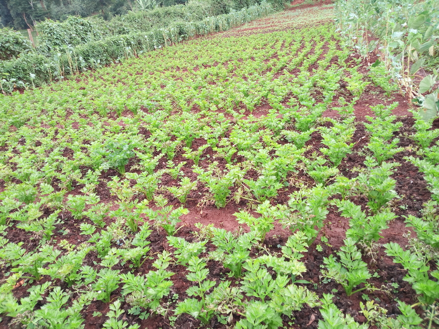 Celery Kenneth Gikinyas farm
