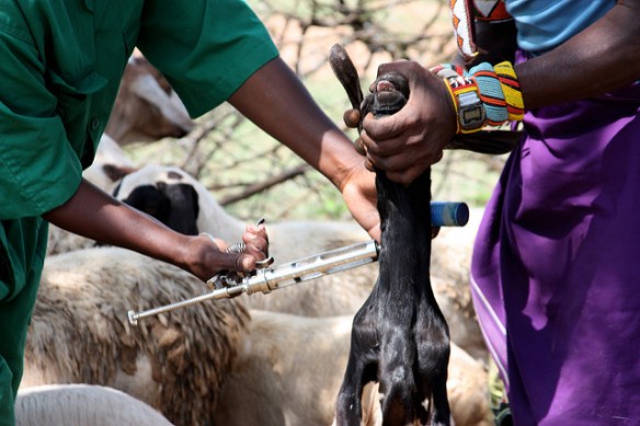 Goat vaccination in Kenya