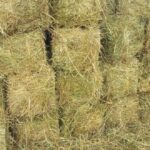 HAY FARMING IN KENYA