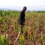Farmers who ignore weather advice lose millions, says Kenya Met