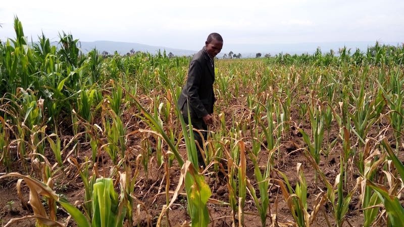 KOECH INSPECTING MAIZE affected by drought