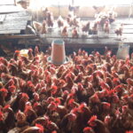 Wambui layers chicken poultry