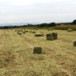 baled hay