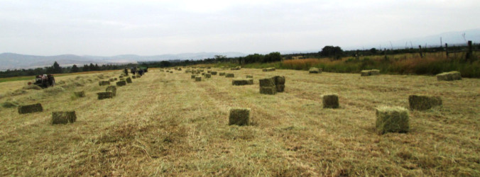 baled hay